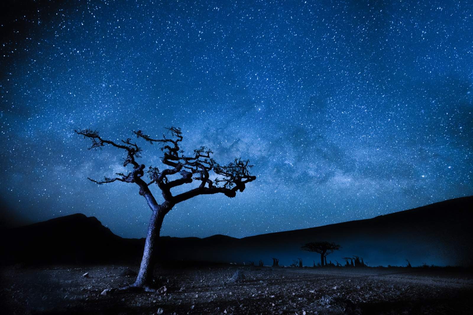 A Frankincense tree silhouetted against star trails spinning around the north celestial pole. Socotra Island, Yemen. Photograph by Pieter van Rooyen.