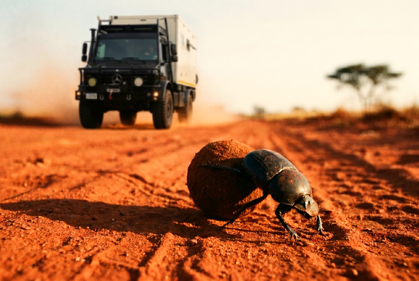 A dung beetle rolls its ball along a red-dirt track while an expedition truck crawls the same road behind it.